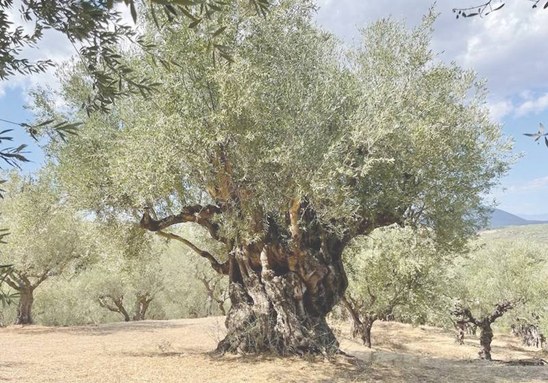 Μεσσηνία: Δημιουργία υπαίθριου πάρκου φυσικής ιστορίας με ελαιόδεντρα στη Βασιλάδα