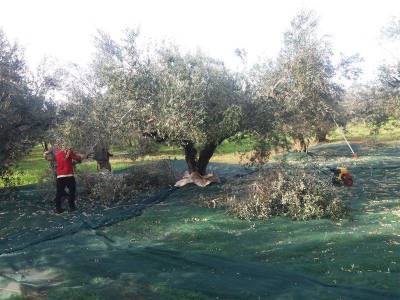 Ανοιχτή ακαδημία ελαιοκομίας στη Μεσσηνία