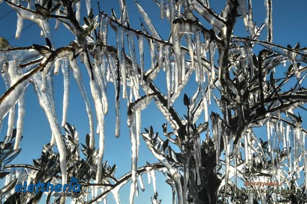 Καλαμάτα: Έργα τέχνης από πάγο, αλλά και ανησυχία στους καλλιεργητές (φωτογραφίες)