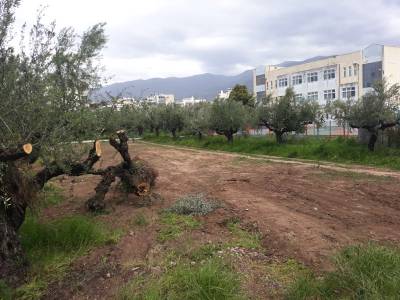 Εκλεψαν κλαριά από ελιές από οικόπεδο του Δήμου Καλαμάτας
