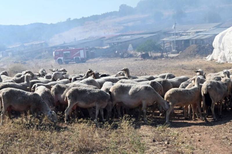 Κρήτη: Συναγερμός για νέο ύποπτο κρούσμα ευλογιάς αιγοπροβάτων