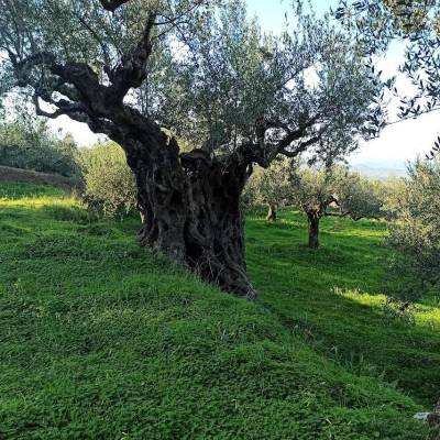 Από τη Μεσσηνία του Νέστορα στα συνεργεία συγκομιδής ελιών