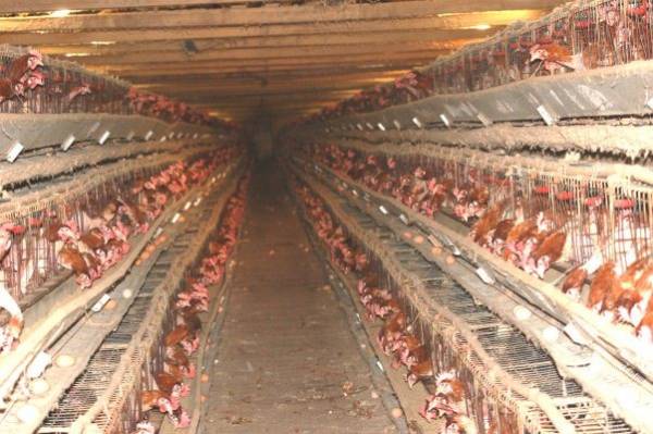 "Καμπάνες" σε 13 πτηνοτροφικές επιχειρήσεις