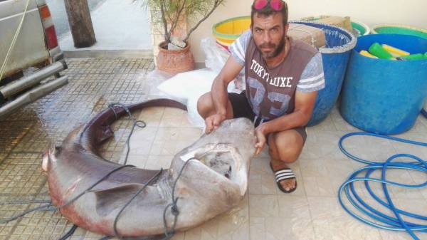 Μεσσηνία: Καρχαριοειδές 3 μέτρων και 180 κιλών έπιασαν αλιείς από το Μάραθο