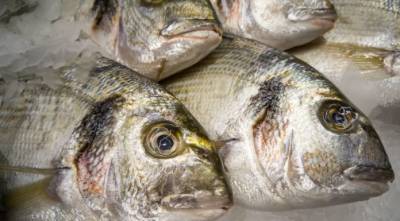 Σύμφωνα με αμερικανική μελέτη: Ο σολομός, η σαρδέλα και άλλα ψάρια με πολλά ωμέγα-3 λιπαρά οξέα κάνουν καλό στο μυαλό ενός μεσήλικα