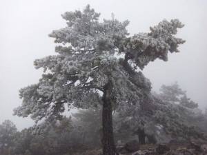 Επεσαν τα πρώτα χιόνια στα ορεινά της Πελοποννήσου (φωτογραφίες)