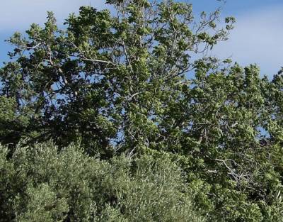 Συνάντηση Μανιατών με ΑΝΕΛ για τους δασικούς χάρτες
