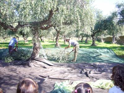 Πάνω από 50.000 τόνους η παραγωγή ελαιόλαδου