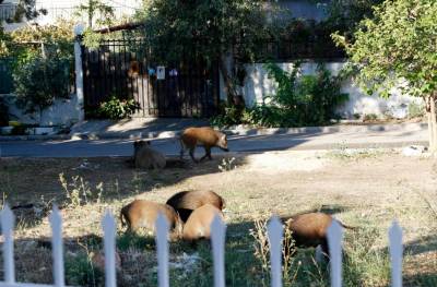 Μενίδι: Αγριογούρουνα κόβουν βόλτες σε αυλές σπιτιών!