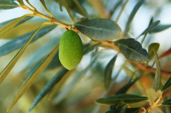 Μεγάλες αλλαγές στην παγκόσμια αγορά ελαιολάδου