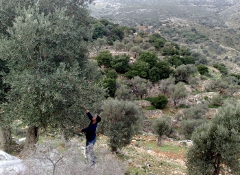 Μεροκάματο 30 ευρώ για το μάζεμα της ελιάς συνιστά με ψήφισμα του Δ.Σ. Μεσσήνης