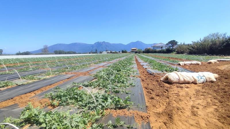 Ξεκίνησε το ξεσκέπασμα των καρπουζιών στην Τριφυλία