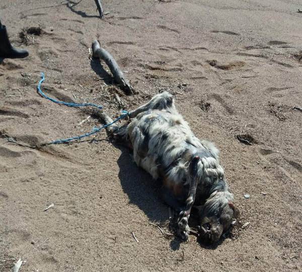 Φρίκη στη Μεσσήνη: Κακοποίησαν μέχρι θανάτου σκύλο στη Μπούκα (βίντεο-φωτογραφίες)