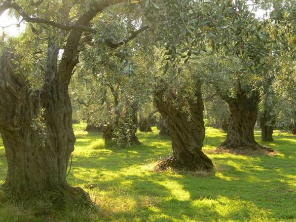 Βιοτουρισμός για ανάδειξη του πολιτισμού της ελιάς