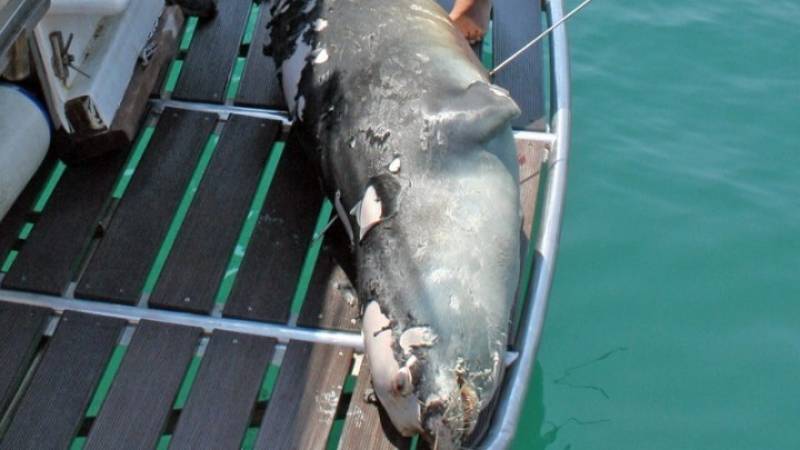 Αλόννησoς: Σκότωσαν με ψαροντούφεκο τον «Κωστή» - Ήταν η φώκια-μασκότ του νησιού