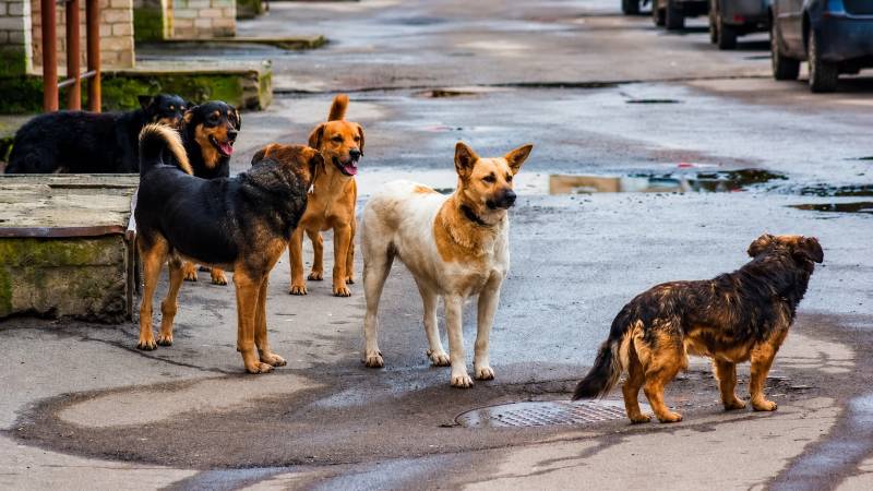 Αναζήτηση λύσεων για τη φροντίδα των αδέσποτων ζώων - Αντιπαράθεση στη Δημοτική Επιτροπή Καλαμάτας