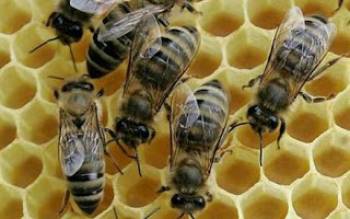 Στο Μαίναλο βρέθηκαν κλεμμένες μελισσοκυψέλες