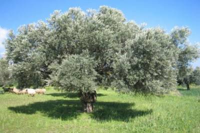 Δωρεάν διανομή 245.000 ελαιόδεντρων στην Ιταλία