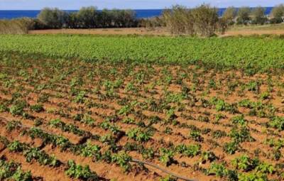 Μεσσηνία: Πρόσκληση για νέους αγρότες για την μεταβατική περίοδο 2021 και 2022