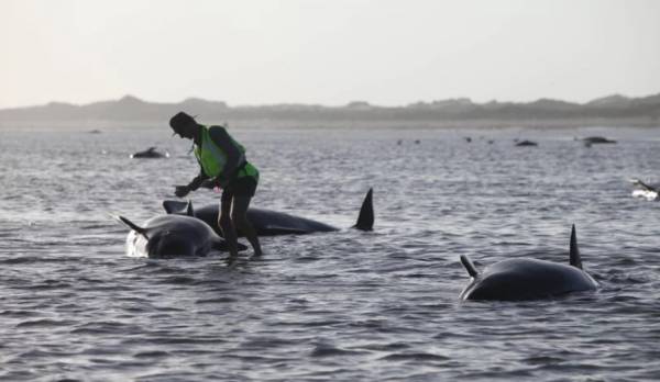 Νέα Ζηλανδία: Δεκάδες φάλαινες-πιλότοι εξώκειλαν σε ακτή, 9 είναι νεκρές