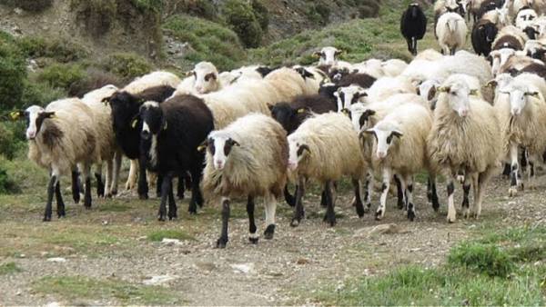 Κως: Κρούσματα καταρροικού πυρετού εμφανίστηκαν σε πρόβατα