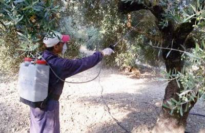 Αποφάσεις για συνέχιση δακοκτονίας