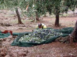 Ο Λαμπρόπουλος για τις δυσκολίες μεταναστών να εργαστούν στις ελιές με εργόσημο