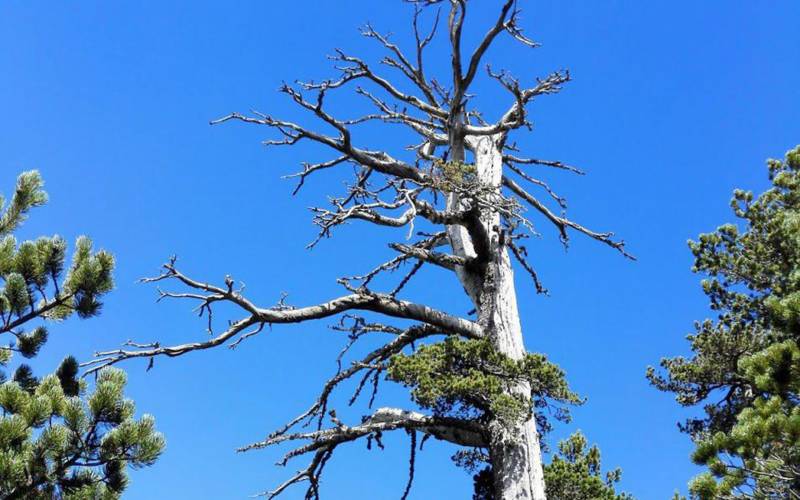 Στην Ιταλία το γηραιότερο δέντρο της Ευρώπης ηλικίας 1.230 ετών