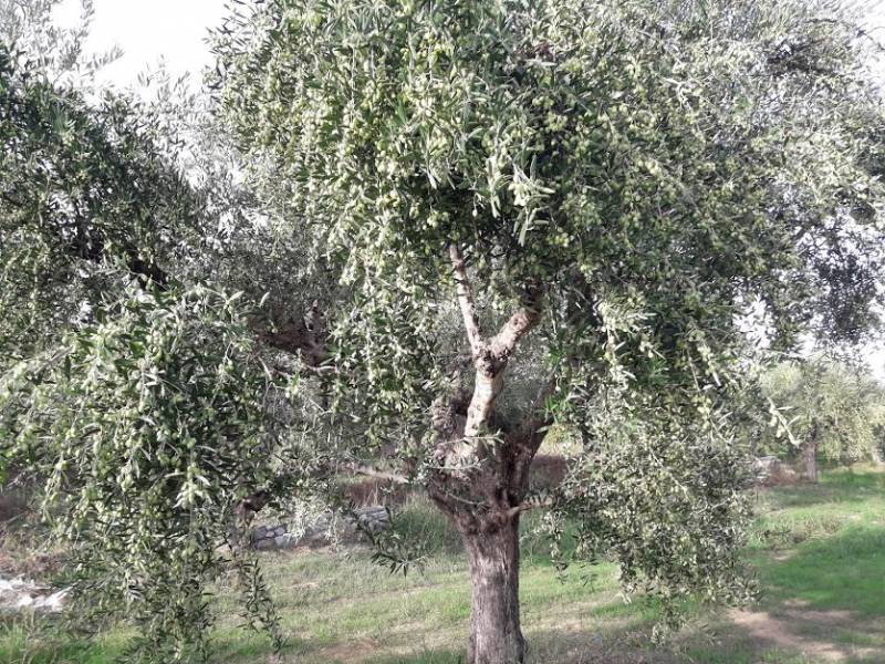 Πονοκέφαλος για ελαιοπαραγωγούς η έλλειψη εργατικών χεριών