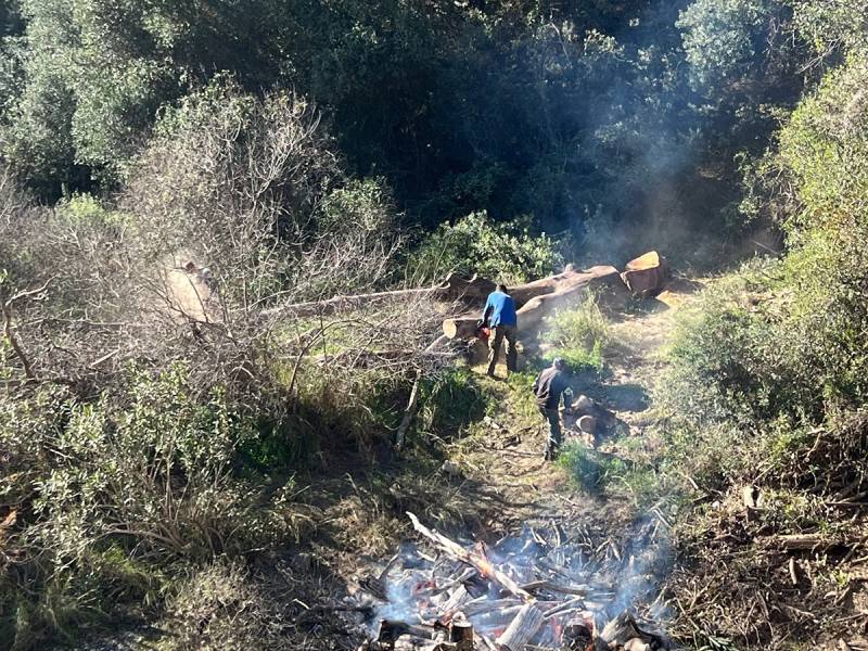 Απομάκρυνση ξερών πλατάνων από την κοίτη του Νέδοντα