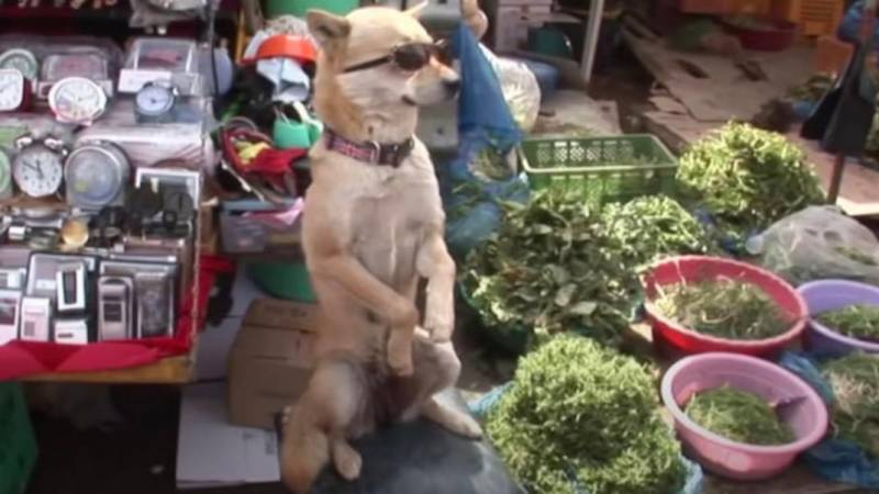 Κίνα: Απίθανος σκυλάκος πουλάει μόνος του λαχανικά - Το viral βίντεο που κάνει τον γύρο του Διαδικτύου