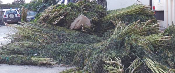 Πάνω από 1.000 χασισόδεντρα σε «φυτεία» στους Γαργαλιάνους 
