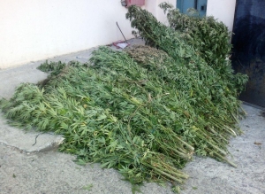 Ξεριζώθηκαν 70 χασισόδενδρα  στην Aνδρούσα