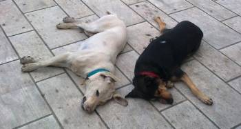 Φόλιασαν σκύλους στο Καλό Νερό