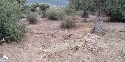 Η ζωοπανήγυρη στην Κυπαρισσία τελείωσε πριν ξεκινήσει