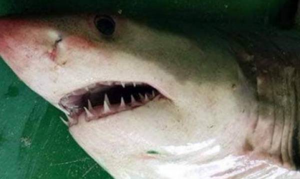 Ψαράδες έπιασαν λευκό καρχαρία της Μεσογείου στο Αιγαίο