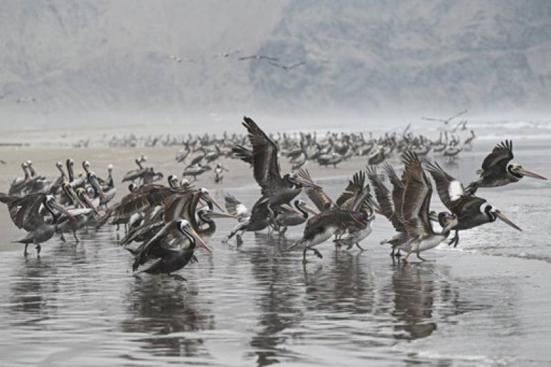 Γρίπη των πτηνών: Σχεδόν 22.000 θαλασσοπούλια νεκρά στο Περού