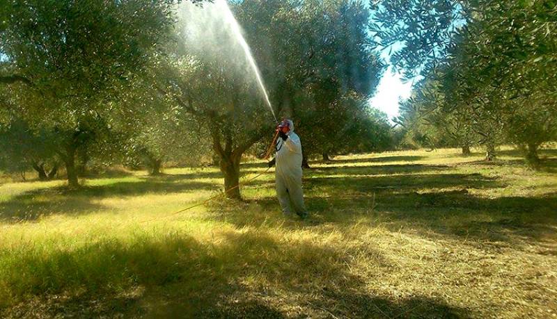 Μεσσηνία: Το πρόγραμμα δακοκτονίας για την Παρασκευή 2/9