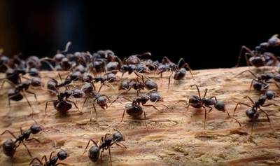Πόσα μυρμήγκια υπάρχουν στη Γη; - Οι επιστήμονες εξηγούν