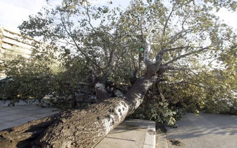 Κοντά στις 15 πτώσεις δέντρων στη Λάρισα από την κακοκαιρία