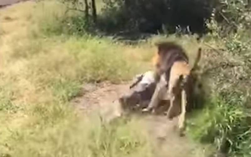 Νότια Αφρική: Λιοντάρι επιτέθηκε στον άνδρα που το ανέθρεψε (Βίντεο)