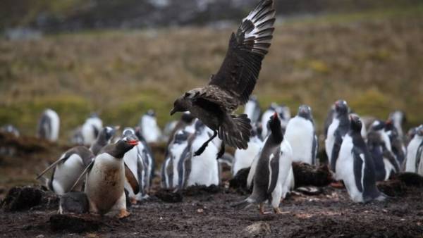 Γρίπη των πτηνών: Επιβεβαιώθηκαν τα πρώτα κρούσματα στην ηπειρωτική Ανταρκτική