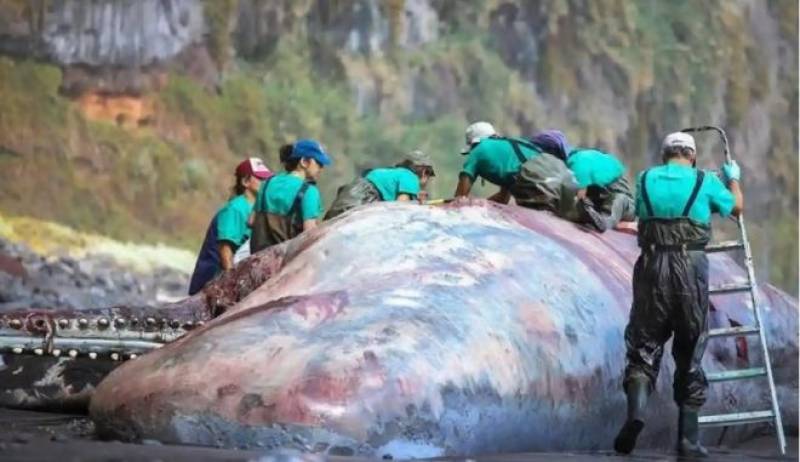 Λα Πάλμα: "Πλωτός χρυσός" αξίας 500.000 ευρώ βρέθηκε σε νεκρή φάλαινα
