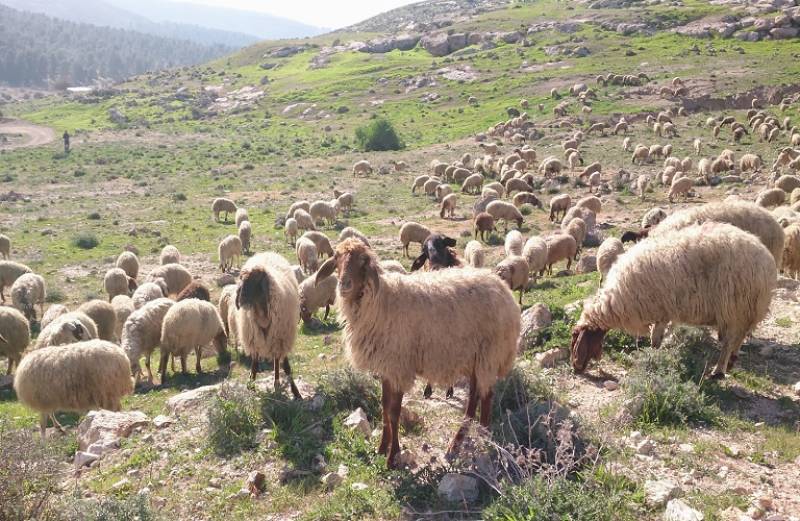 Σιδηρόπουλος: «Πάνω από 100.000 ΑΦΜ είναι εμπλεκόμενα στην υπόθεση του ΟΠΕΚΕΠΕ»