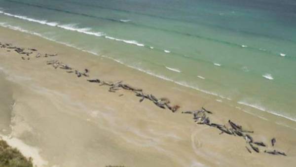 Νέα Ζηλανδία: 150 μαύρα δελφίνια νεκρά σε ακτή (Βίντεο)
