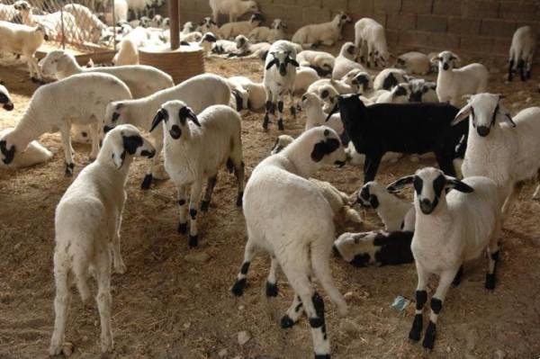 Διαμαρτυρία κτηνοτρόφων την Τετάρτη στην Τρίπολη 