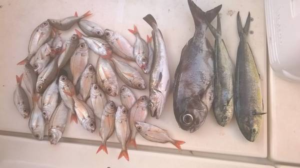 Πρόγραμμα για επαγγελματίες αλιείς