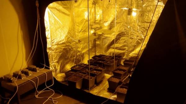 Αυτοσχέδιο εργαστήριο καλλιέργειας κάνναβης σε διαμέρισμα - Δύο συλλήψεις