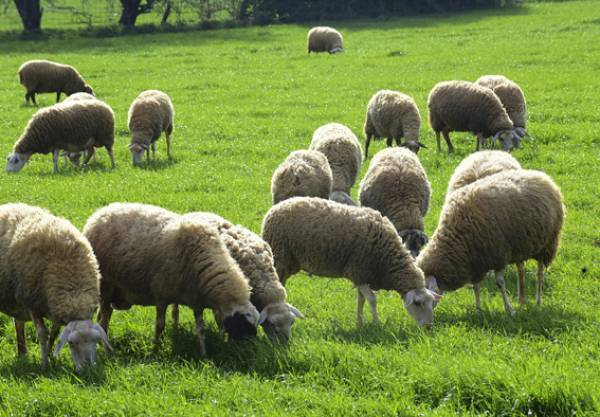 Μέτρα για τον καταρροϊκό πυρετό στα πρόβατα