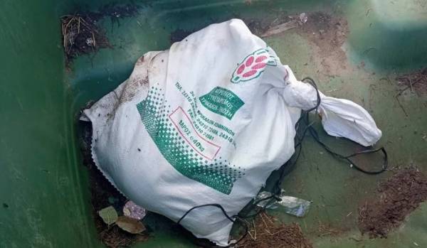 Τρίκαλα: Έδεσαν σε σακούλα έξι κουτάβια για να πεθάνουν